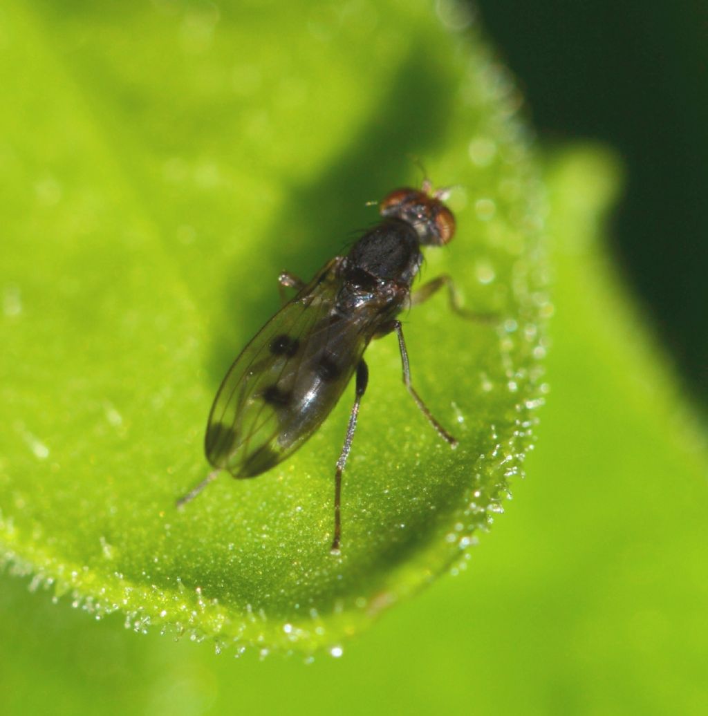 Geomyza tripunctata (Opomyzidae)